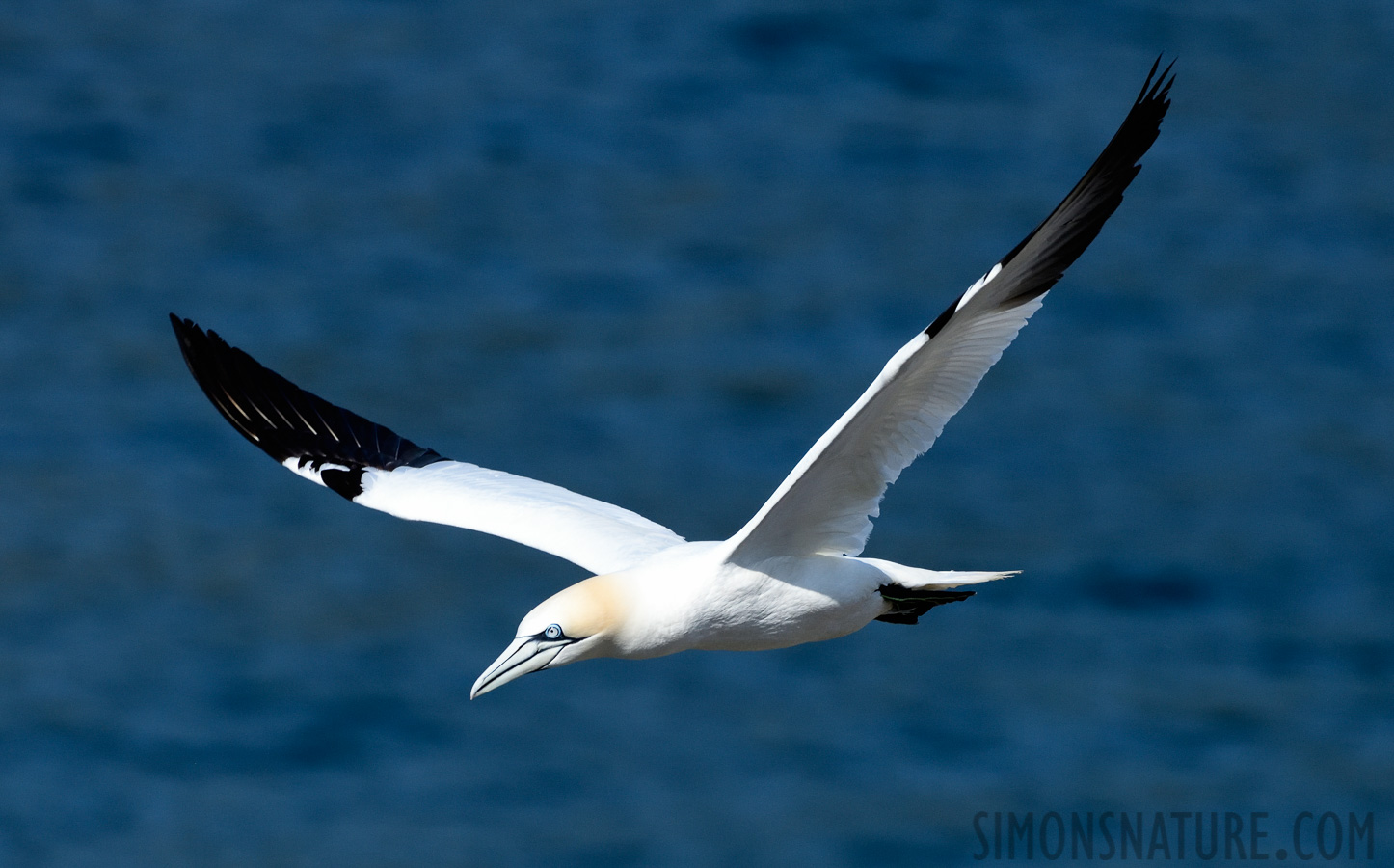 Morus bassanus [400 mm, 1/2500 Sek. bei f / 8.0, ISO 800]